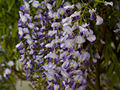 Wisteria floribunda Purple Patches IMG_3713 Glicynia kwiecista